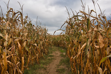 Inside a corn field maze with a cloudy sky