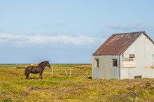 Icelandic Horses In A Field In Iceland