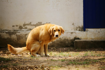 Golden Retriever defecating in the park. Dog poo.