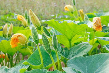 Pumpkin flowers, vegetable cultivation in a rural field.