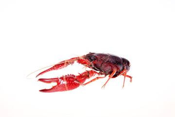 Poster - Crayfish