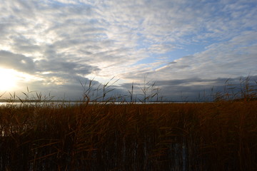 Wall Mural - Gray with the blue autumn sky at sunset in the clouds over the yellow thickets of shore reeds on the lake