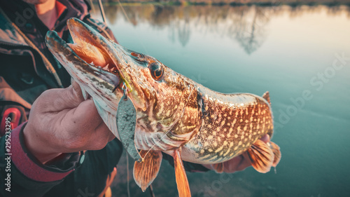 Cuadros en Lienzo Pike in the hands of a fisherman close-up.