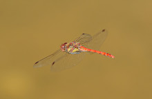 Red Dragonfly In Flight Over Water