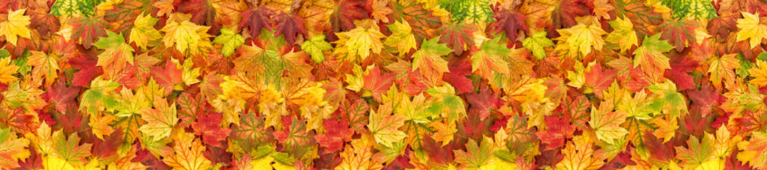 Maple leaves Autumn red yellow green floral background banner