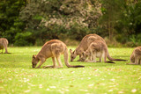 Fototapeta Zwierzęta - a kangaroo at Australian outback outdoor with a background of kangaroos. a beautiful nature wildlife portrait with a cute wild animal or mammal