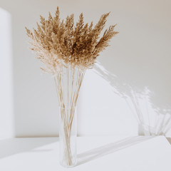 Beige reeds in vase standing on white table with beautiful shadows on the wall. Minimal, styled concept for bloggers. Parisian vibes.