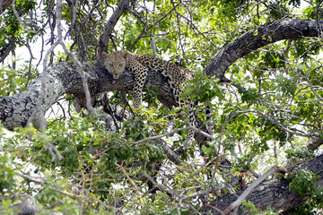 Wall Mural - Cheetah, Kruger National Park, South Africa