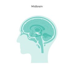 Sticker - Vector illustration of midbrain