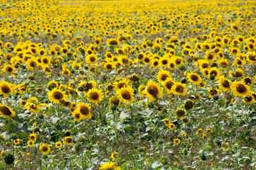 Riesiges Sonnenblumenfeld