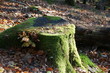 Old tree log cover with moos in autumn