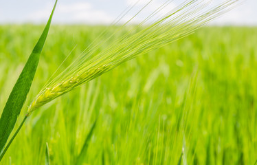 Sticker - green agriculture field with rye closeup