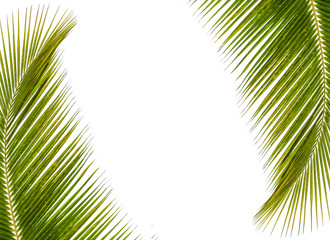 palm leaves on white background