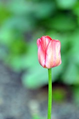 Poster - Tulpen im Frühling