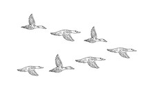 Vector Black Hand Drawn Flock Of Flying Duck Isolated On White Background