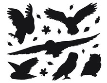 Vector Flat Black Set Bundle Of Owls Silhouette Isolated On White Background