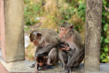 Monkey Asia  in Thailand