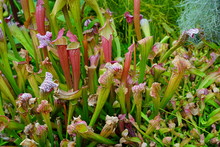 View Of A Pink And Green Carnivorous Plant