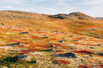 fantastic colorful land cover of autumn tundra with red and orange grass, moss and stones. northern 