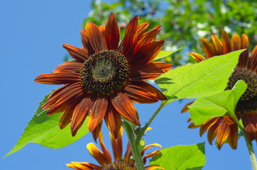 Decorative sunflower closeup on blue sky background