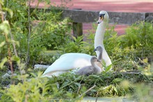 A Mother Mute Swan (Cygnus Olor) On Her Nest With Two Day-old Cygnets.