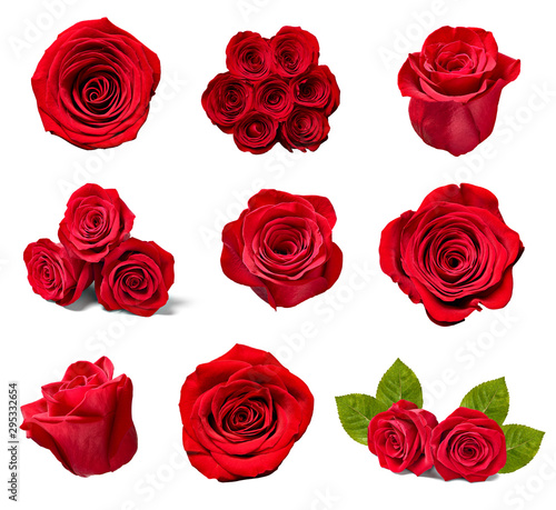 flower rose petal blosspm background