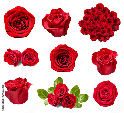 flower rose petal blosspm background