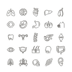 Set of vector line icons of anatomy for modern concepts