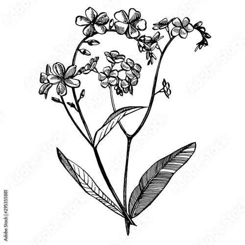 Forget-me-not flowers. Botanical illustration. Good for cosmetics, medicine, ...