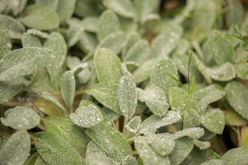 leaves of mint