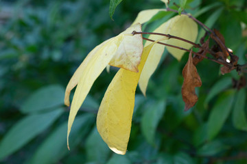 Yellow and brown dry tree leaves close up