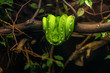 zielony Boa psiogłowy Corallus caninus emerald tree boa wiszący symetrycznie na gałęzi drzewa zwinięty w kulkę