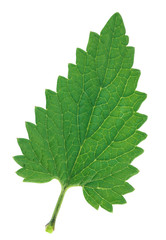 Wall Mural - Melissa leaf isolated on white background.