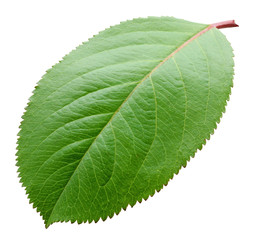 Wall Mural - plum leaf isolated on white background.