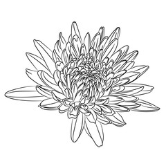 Flowers in black line isolated on white background. Floral elements in contour style with Japanese national flower chrysanthemum for summer design and coloring book.