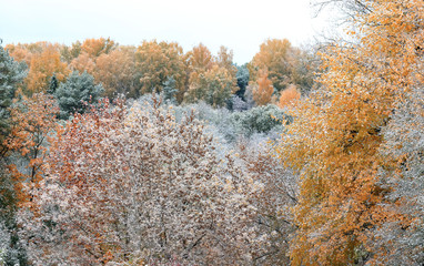 autumn forest in the snow