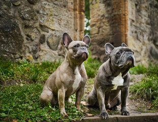 Wall Mural - The French Bulldog