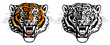 head of roaring tiger. Angry big cat. Front view. Color and Black White tattoo style vector illustration