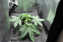 Canabis In The Grow Tent. The Concept Of Growing Marijuana. Processin Hemp Cultivation. Topping Cannabis.