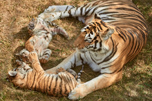 Mom Tigress With Two Babies. Two Little Playing Tiger Cubs. Tiger Family. Wild Animals In Nature