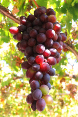 Wall Mural - Bunch of ripe red grapes