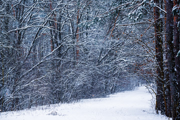 Wall Mural - Winter forest with path