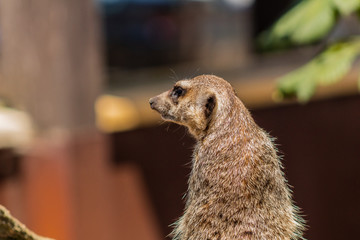 a meerkat watching over its enclosure from a rock