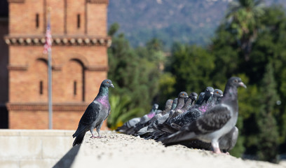 Wall Mural - Pigeons perched sunbathing shown in urban setting.