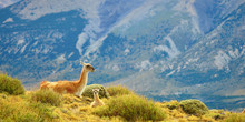 Mother Guanaco With Its Baby