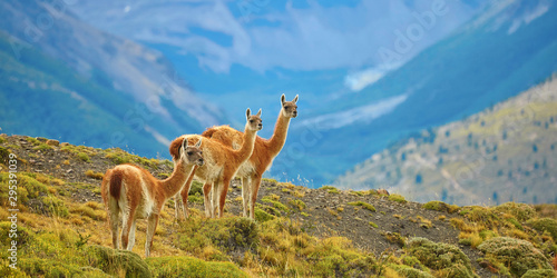 Fotografía Guanacoes in Torres del Paine national park