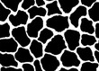 © innakos - Giraffe skin pattern texture repeating seamless monochrome black and white. Vector. Texture giraffe. Fashionable print. Fashion and stylish background. Fabric, wallpaper or texture for 3D. Fur
