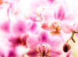 Fototapeta Lawenda - Orchidee, Orchideenblüten, zart, pastell