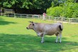 vache dans son enclos au Puy du fou