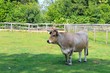 vache dans son enclos au Puy du fou
